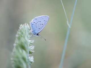 Naklejka premium Provencal Short Tailed Blue butterfly - Cupido alcetas. At rest.