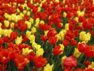 Tulipes - Effet tilt shift