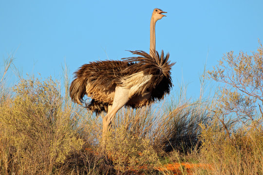 Female Ostrich, Kalahari desert, South Africa