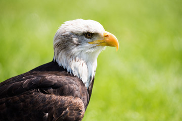 Obraz premium Weißkopfseeadler