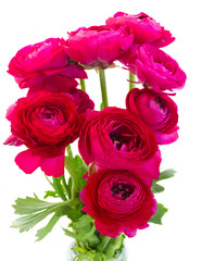 bunch of pink ranunculus flowers