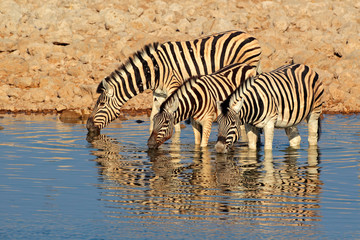 Fototapeta na wymiar Plains Zebras drinking water, Etosha National Park, Namibia