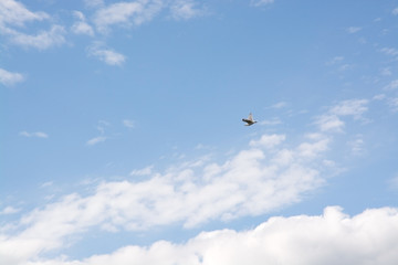 Cloudy sky with bird flying overhead in summer, Sweden.