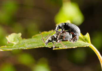 kleines Grünrüssler-Pärchen