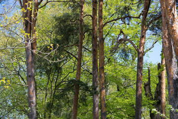 Fototapeta premium High pine trees in lush spring forest, Sweden in May.