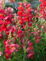 Red and pink snapdragon flowers