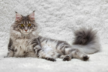 Big maine coon cat posing on white background