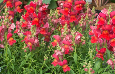 Obraz na płótnie Canvas Red and pink snapdragon flowers