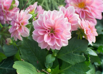 Sweet pink Dahlia flowers