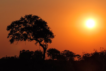 Fototapeta na wymiar Sunset with silhouetted African tree, southern Africa