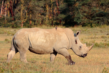 A white rhinoceros, Lake Nakuru National Park, Kenya
