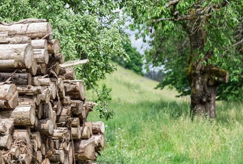 Holzstämme in Naturlandschaft