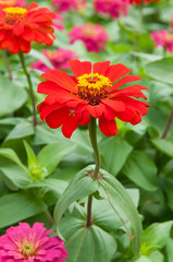 Zinnia flower