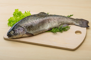 Raw fresh trout