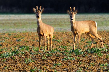 Deer grazing on the field