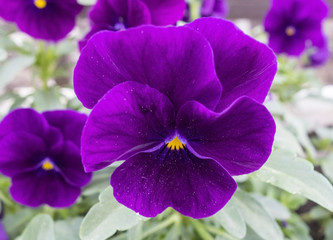 large and beautiful purple flower