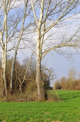 Early spring in the countryside