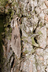 grosser Kiefernschwärmer auf Rinde