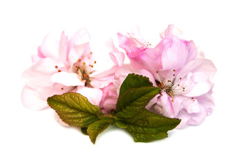 Sakura blossom on a white background