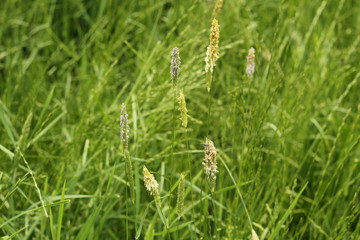 ribwort plantain 