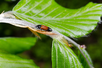 Schnellk&auml;fer auf Buchenzweig