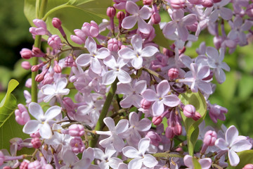 Цветущая весной сирень