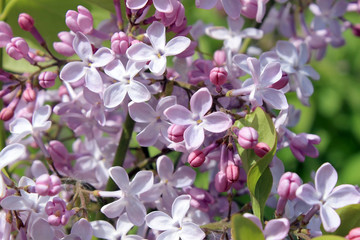 Цветущая весной сирень
