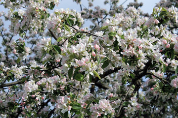 Фон цветов цветущей яблони весной