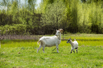 White goats grazing on the field.