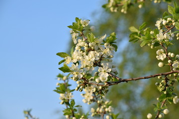 весенний цвет