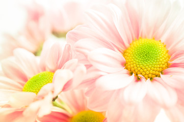 Obraz na płótnie Canvas Mums flowers colorful macro background