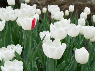 A lot of white tulips and one of them with single red petal