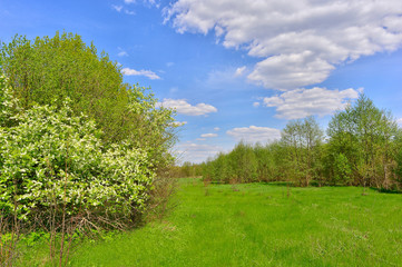Fototapeta na wymiar Spring landscape with blooming cherry