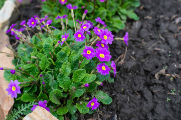 Flowerbed flowering verbena