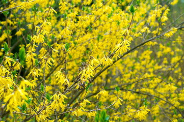 Obraz premium Bush blooming in the garden forzinii