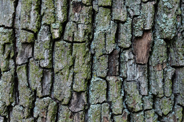 Baumrinde Hintergrund