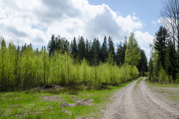 Fototapeta na wymiar Forest in spring colors