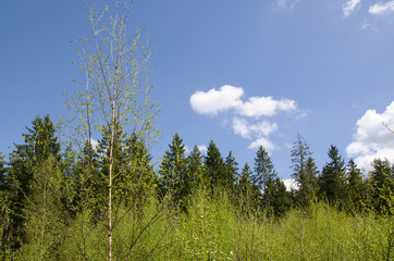 Springtime in the woods