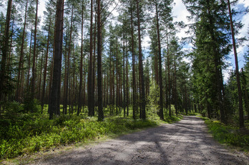 Gravel road into the forest