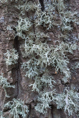 Fototapeta premium tree 