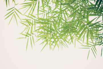 bamboo leaves background