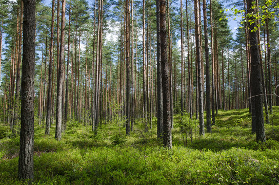 Spring Colors In A Coniferous Forest