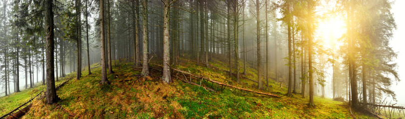 Panoramic view of misty forest
