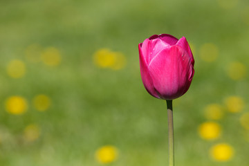 One magenta colored tulip on green background