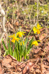 Gelbe Narzisse
