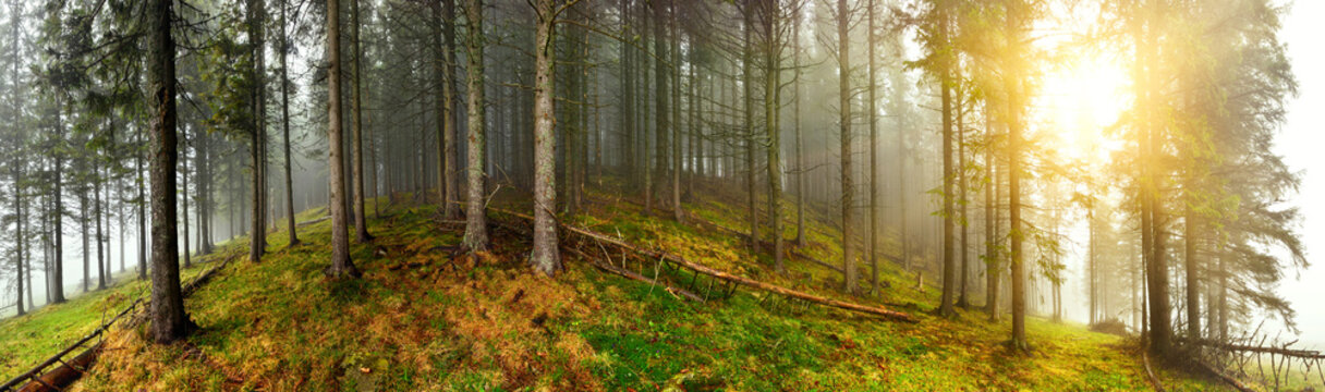 Fototapeta Panoramic view of misty forest