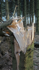 Umgeknickter Nadelbaum