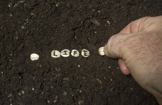 Planting The Seed Of Life