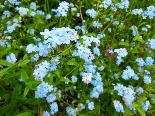 Forget me not flowers in grass