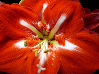 Red and white amaryllis flower